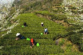 #CHINA-SPRING-SCENERY-FARMING