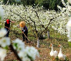 #CHINA-SPRING-SCENERY-FARMING