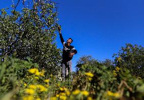MIDEAST-GAZA-KHAN YOUNIS-ALMONDS-HARVEST