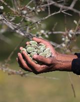 MIDEAST-GAZA-KHAN YOUNIS-ALMONDS-HARVEST