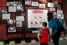 U.S.-WASHINGTON, D.C.-SMITHSONIAN'S NATIONAL ZOO-GIANT PANDA PROGRAM-50TH ANNIVERSARY