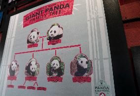 U.S.-WASHINGTON, D.C.-SMITHSONIAN'S NATIONAL ZOO-GIANT PANDA PROGRAM-50TH ANNIVERSARY