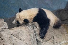 U.S.-WASHINGTON, D.C.-SMITHSONIAN'S NATIONAL ZOO-GIANT PANDA PROGRAM-50TH ANNIVERSARY