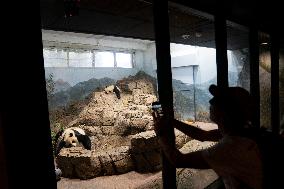 U.S.-WASHINGTON, D.C.-SMITHSONIAN'S NATIONAL ZOO-GIANT PANDA PROGRAM-50TH ANNIVERSARY