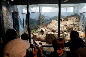 U.S.-WASHINGTON, D.C.-SMITHSONIAN'S NATIONAL ZOO-GIANT PANDA PROGRAM-50TH ANNIVERSARY
