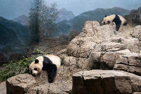U.S.-WASHINGTON, D.C.-SMITHSONIAN'S NATIONAL ZOO-GIANT PANDA PROGRAM-50TH ANNIVERSARY