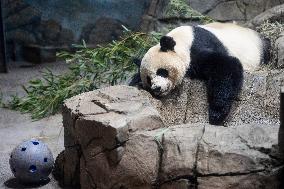 U.S.-WASHINGTON, D.C.-SMITHSONIAN'S NATIONAL ZOO-GIANT PANDA PROGRAM-50TH ANNIVERSARY