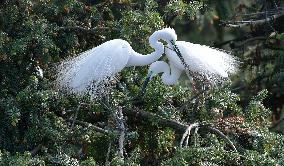 CHINA-JIANGXI-XIANGSHAN-EGRET (CN)