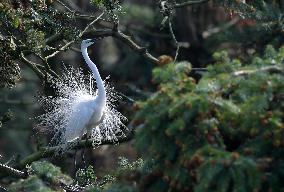 CHINA-JIANGXI-XIANGSHAN-EGRET (CN)