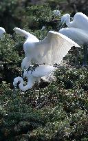 CHINA-JIANGXI-XIANGSHAN-EGRET (CN)