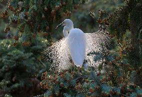 CHINA-JIANGXI-XIANGSHAN-EGRET (CN)