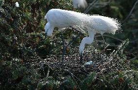 CHINA-JIANGXI-XIANGSHAN-EGRET (CN)