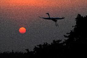 CHINA-JIANGXI-XIANGSHAN-EGRET (CN)