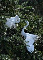 CHINA-JIANGXI-XIANGSHAN-EGRET (CN)