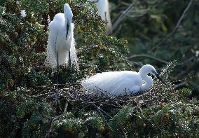 CHINA-JIANGXI-XIANGSHAN-EGRET (CN)