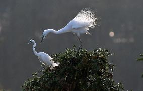 CHINA-JIANGXI-XIANGSHAN-EGRET (CN)