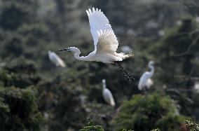 CHINA-JIANGXI-XIANGSHAN-EGRET (CN)