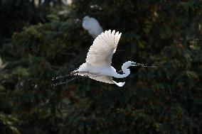 CHINA-JIANGXI-XIANGSHAN-EGRET (CN)