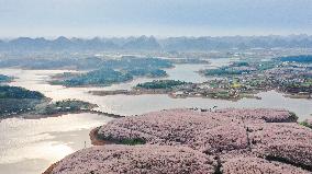 CHINA-GUIZHOU-GUIAN NEW AREA-CHERRY BLOSSOM (CN)