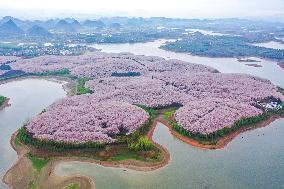 CHINA-GUIZHOU-GUIAN NEW AREA-CHERRY BLOSSOM (CN)