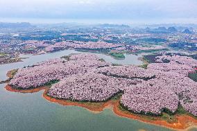 CHINA-GUIZHOU-GUIAN NEW AREA-CHERRY BLOSSOM (CN)