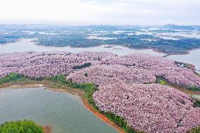 CHINA-GUIZHOU-GUIAN NEW AREA-CHERRY BLOSSOM (CN)