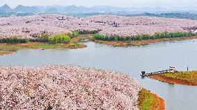 CHINA-GUIZHOU-GUIAN NEW AREA-CHERRY BLOSSOM (CN)