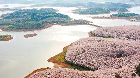 CHINA-GUIZHOU-GUIAN NEW AREA-CHERRY BLOSSOM (CN)