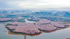 CHINA-GUIZHOU-GUIAN NEW AREA-CHERRY BLOSSOM (CN)