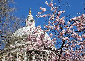 BRITAIN-LONDON-SPRING-FLOWERS