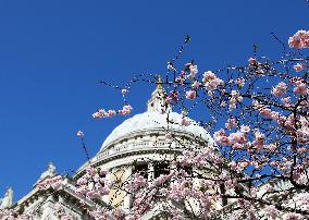 BRITAIN-LONDON-SPRING-FLOWERS