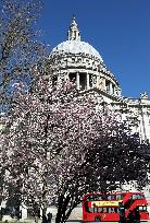 BRITAIN-LONDON-SPRING-FLOWERS