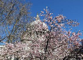 BRITAIN-LONDON-SPRING-FLOWERS