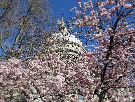 BRITAIN-LONDON-SPRING-FLOWERS