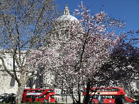 BRITAIN-LONDON-SPRING-FLOWERS