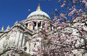 BRITAIN-LONDON-SPRING-FLOWERS