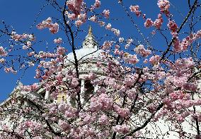 BRITAIN-LONDON-SPRING-FLOWERS