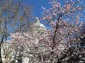 BRITAIN-LONDON-SPRING-FLOWERS