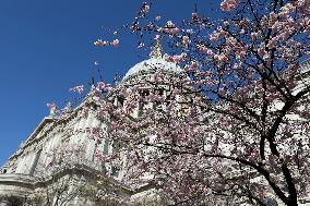 BRITAIN-LONDON-SPRING-FLOWERS