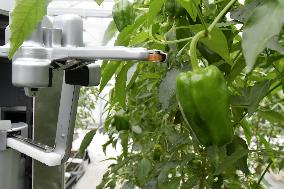 Bell peppers-picking robot