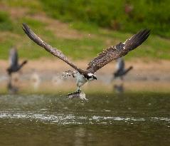 U.S.-SAN FRANCISCO-MILPITAS-SEA EAGLE