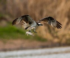 U.S.-SAN FRANCISCO-MILPITAS-SEA EAGLE