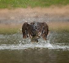 U.S.-SAN FRANCISCO-MILPITAS-SEA EAGLE