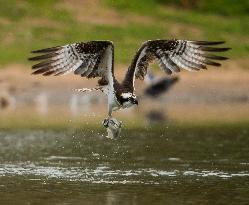 U.S.-SAN FRANCISCO-MILPITAS-SEA EAGLE