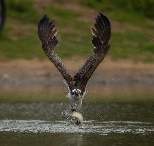 U.S.-SAN FRANCISCO-MILPITAS-SEA EAGLE