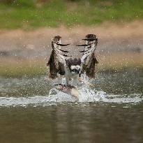 U.S.-SAN FRANCISCO-MILPITAS-SEA EAGLE