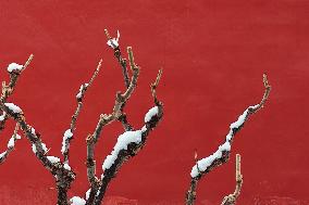 CHINA-BEIJING-SNOW SCENERY (CN)