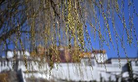 CHINA-TIBET-LHASA-SPRING SCENERY (CN)