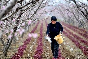 #CHINA-SPRING-FARMING  (CN)