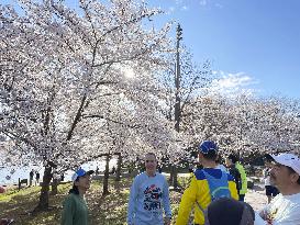 U.S. cherry blossom festival opens in Washington